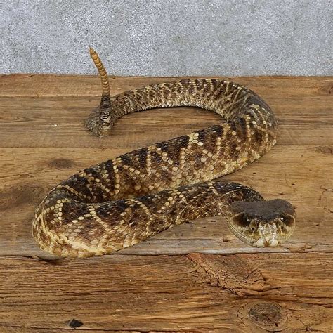 The Diamondback, or Diamondback Rattlesnake, a type of pit viper. . Eastern diamondback rattlesnake for sale